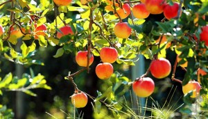 pomi fructiferi