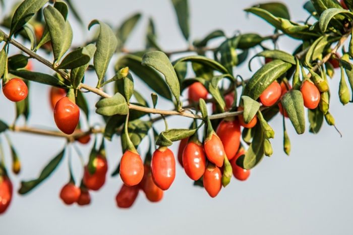 Planta Goji si ingrijirea sa