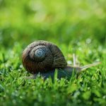 Melcul si importanta lui in natura