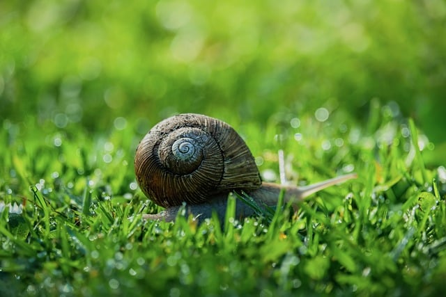 Melcul si importanta lui in natura